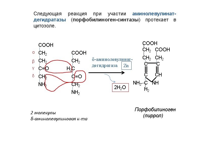 Следующая реакция при участии аминолевулинат-дегидратазы (порфобилиноген-синтазы) протекает в цитозоле. СООН СН2 СН2 С=О СН2